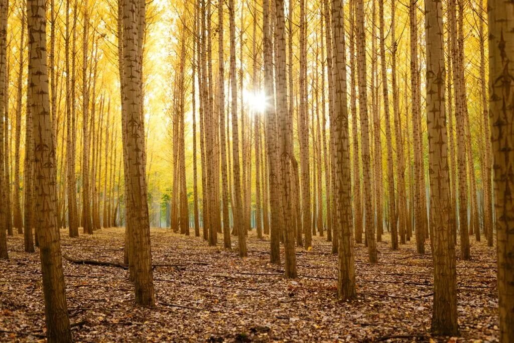 Paper vs. Plastic—Which is Truly Sustainable?